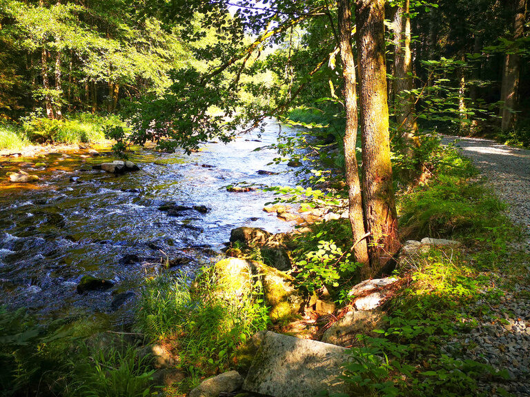 Ein Bach fließt durch einen üppigen Wald beim Vital & Wellnesshotel Schuerger.